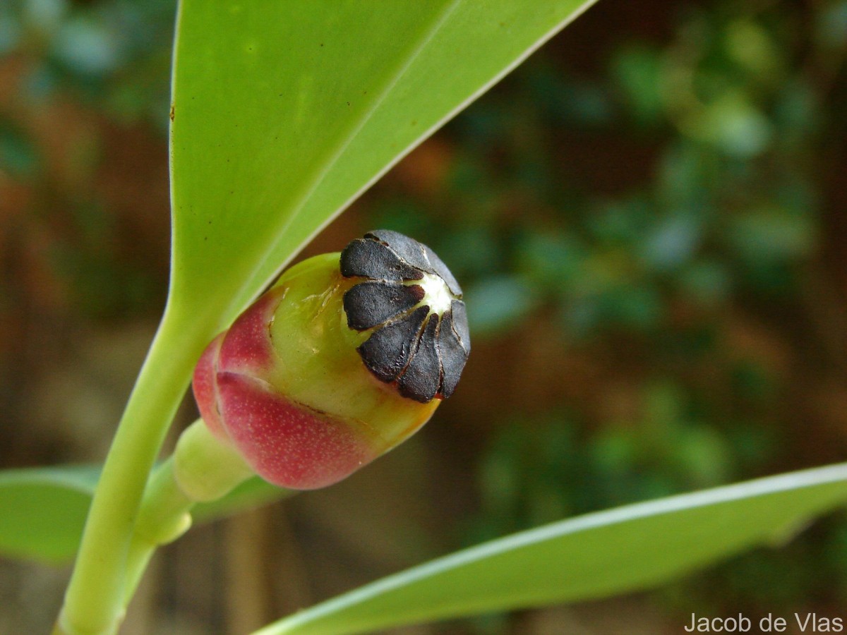Clusia rosea Jacq.